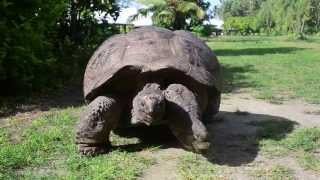 Giant tortoise walking on Bird Island Seychelles [upl. by Petua174]