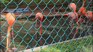 Birds Park Hambantota Sri Lanka [upl. by Cathyleen966]