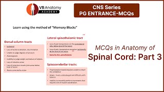 MCQs on Anatomy of Spinal cord Part 3 [upl. by Gaal]