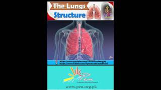 The Lungs I Structure I Biology penacademy [upl. by Areivax]