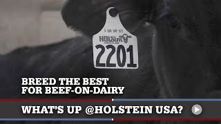 Whats Up at Holstein USA BeefonDairy Calves [upl. by Tneciv]