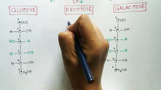 Carbohydrates  Monosaccharides  Glucose  Fructose  Galactose [upl. by Rebmetpes]