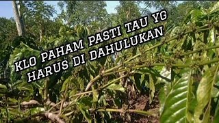 PAHAMI 2 INI UNTUK MELAKUKAN NYA  PERKEBUNAN KOPI ahmadfazarfazar12 [upl. by Durman]