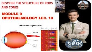 DESCRIBE THE STRUCTURE OF RODS AND CONES [upl. by Ithnan]