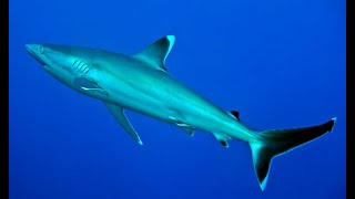 Silvertip Shark  Carcharhinus albimarginatus [upl. by Eah475]