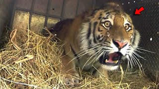 Exciting Release of Three Tigers in Russia [upl. by Tearle]