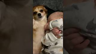 Adorable Baby amp Dog Moments Part 2 baby cute funny dog [upl. by Ytisahc]