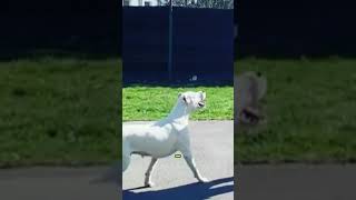 Top 5 Mistakes Dogo Argentino Owners Make [upl. by Danieu]