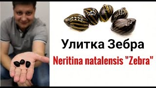 Улитка Зебра Neritina Zebra [upl. by Geiss961]