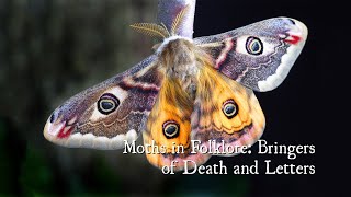 Moths in Folklore Bringers of Death and Letters [upl. by Nadab799]