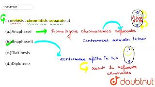 In meiosis chromatids separate at [upl. by Nerrol]