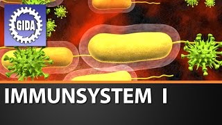 Trailer  Immunsystem I  Biologie  Schulfilm [upl. by Binnie]