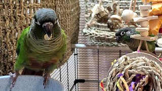 conure parakeet sounds for lonely birds to make them happy [upl. by Towill]