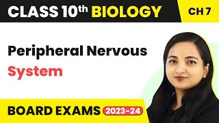 Peripheral Nervous System  Control and Coordination  Class 10 Biology Chapter 7 [upl. by Gorrian750]