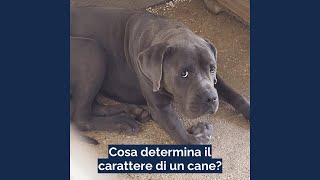 Che cosa determina il carattere di un cane [upl. by Razid]