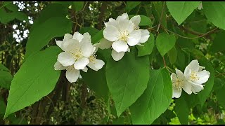 Sweet Mock Orange or English Dogwood Philadelphus coronarius [upl. by Akirdnas]