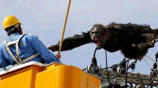 Chimp Wreaks Havoc By Scaling Powerlines After Escaping from Zoo [upl. by Ramad549]