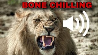 INSANE Lion Roar Sound Effect  Lion Growl Sound Effect  Animal Sound Effects [upl. by Wina845]