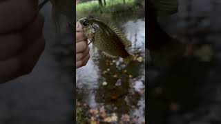 Nice little rock bass for maxj nice release [upl. by Gifford]