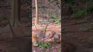 The two groups of monkeys fight Macaca Macaco Macaque Bandar Monkey Kurangan Monkey fight [upl. by Maure897]