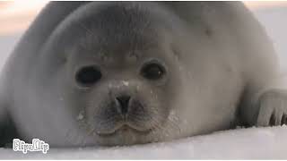 More cute seal pictures Shorter video lol [upl. by Lauri]