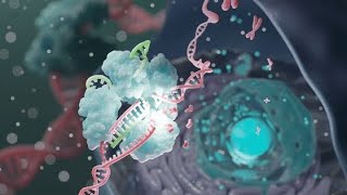 Proteins regulation by posttranslational proteolysis Signal peptidesZymogenChymotrypsinamp Insulin [upl. by Lilith]