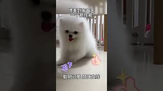 Super cute moments of teacup dogs  pomeranian puppies 5 [upl. by Sesylu]