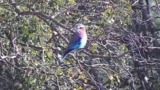 Lilacbreasted roller Coracias caudatus at Djuma Waterhole [upl. by Mihsah144]