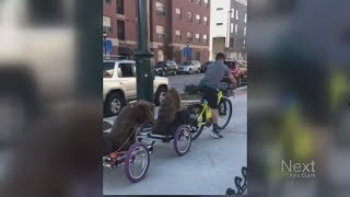 Four dogs one bike Next with Kyle Clark full show 112618 [upl. by Asirak948]