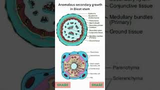 Anomalous Secondary growth  anomalous secondarygro botanyinsights anomaloussecondarygrowth [upl. by Amaerd952]