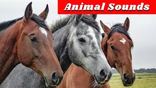 20 Amazing Animals  Animal Sounds for Children [upl. by Grethel]