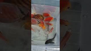 Geldi güzellikler 😀 Discus Golden San Merah Discus Super Red Cover L168 Pleco [upl. by Ravert]