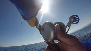 Seigler Reel SG VS Sailfish [upl. by Javier]