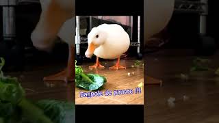 Si canard cri canard pas assez cuit [upl. by Enirehtahc]