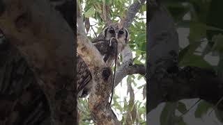 verrauxs eagle owl owls krugernationalpark birds [upl. by Leunas249]