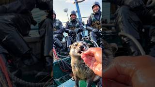 CUTE otter rescue by fishermen🌊🦦 [upl. by Uhej351]