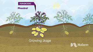 Nufarm Potato Crop Protection Overview [upl. by Aserahs]