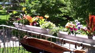 How To Hang Planters on Balcony Patio Railings [upl. by Rusel75]