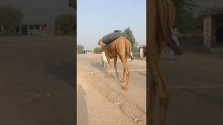 Chambar on camel on road from Chhachro to Mubarak Rind [upl. by Estis]