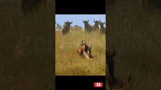 lion attack a bison  wildlife and nature shorts shortsvideoviral ytshortsindia viral [upl. by Wirth857]