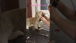 Lhasa Apso grooming [upl. by Atihcnoc]