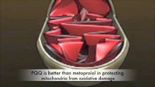 How PQQ BioPQQ Grows New Mitochondria and Slows Aging [upl. by Enilarac203]