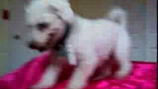 Pepe The Bichon Frise Doing The Bichon Blitz [upl. by Zilber]