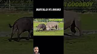 Rohina vs buffalo trending [upl. by Jone]