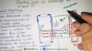 Potassium Sparing Diuretics Mechanism of Action Aldosterone Antagonsits and ENaC Blockers [upl. by Luhar]