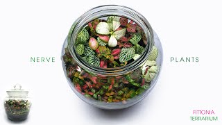 Nerve Plant Terrarium  FIttonia ASMR Build [upl. by Ecnarretal]