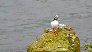 Papageientaucher Fratercula arctica  Puffin  Island [upl. by Gabbie780]