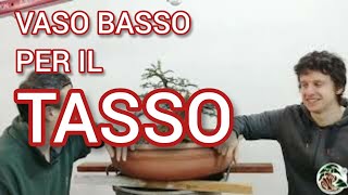 Rinvaso di in Tasso bonsai allo Studio Bonsai Insubria [upl. by Odnomyar]