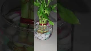 ytshorts bamboo palm table palm lucky bamboo [upl. by Verity]