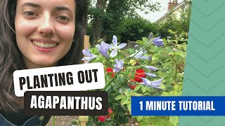 Where amp How To Plant Agapanthus In The Garden [upl. by Roots]